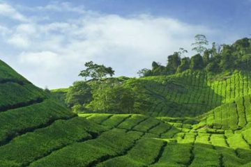 Stay in your Nest Munnar