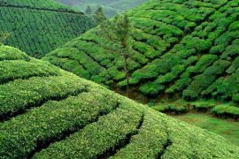 holiday in munnar