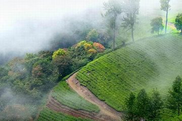 bangalore to munnar tour packages