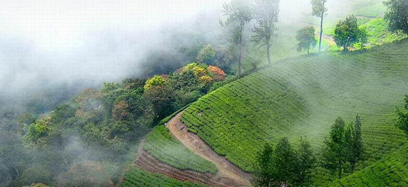 bangalore to munnar tour packages