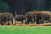 Munnar Thekkady Tour Packages