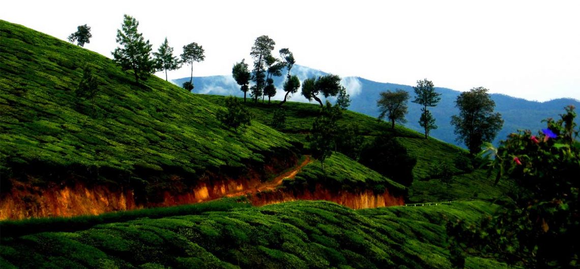 Munnar Holidays