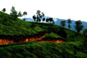 Munnar Holidays